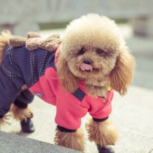 Eco-Friendly Pet Care – A Choice That Benefits Everyone
