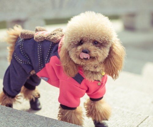 Eco-Friendly Pet Care – A Choice That Benefits Everyone